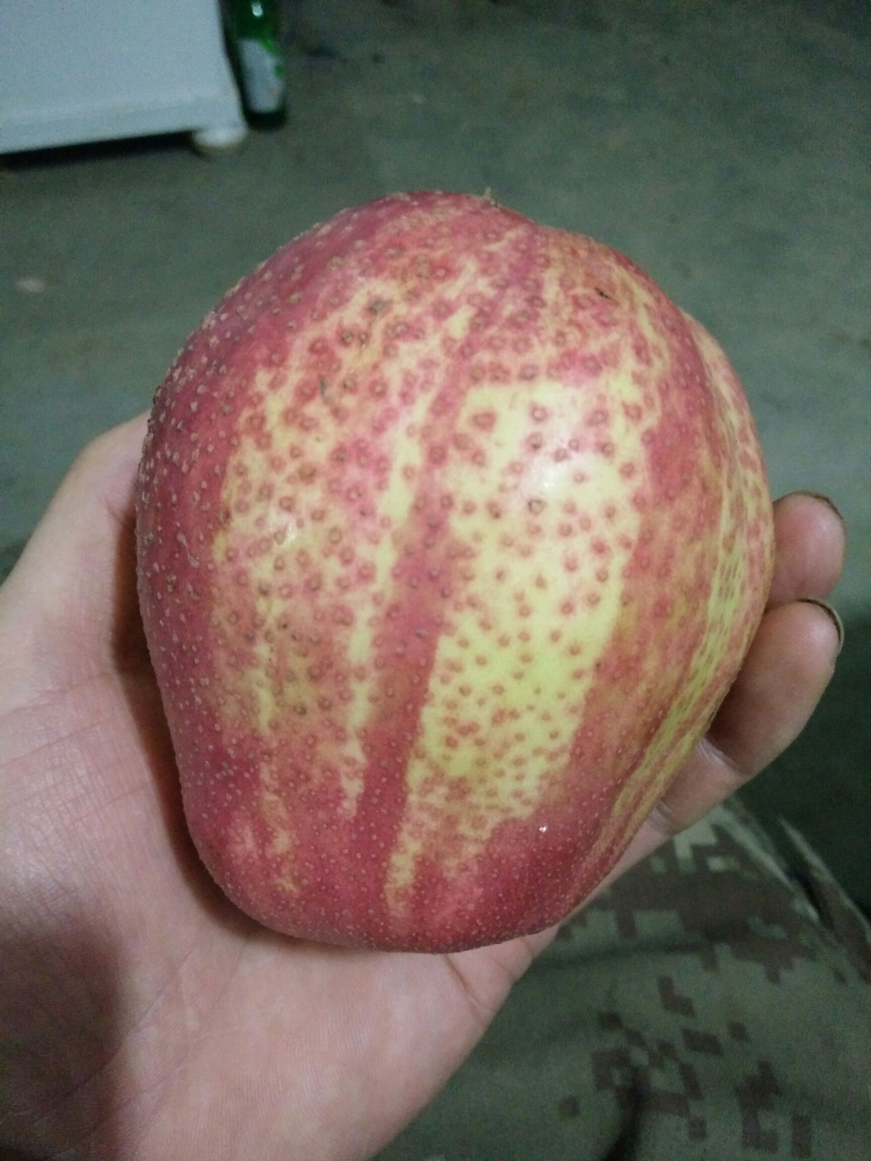 早酥红梨苗 0.5~1米